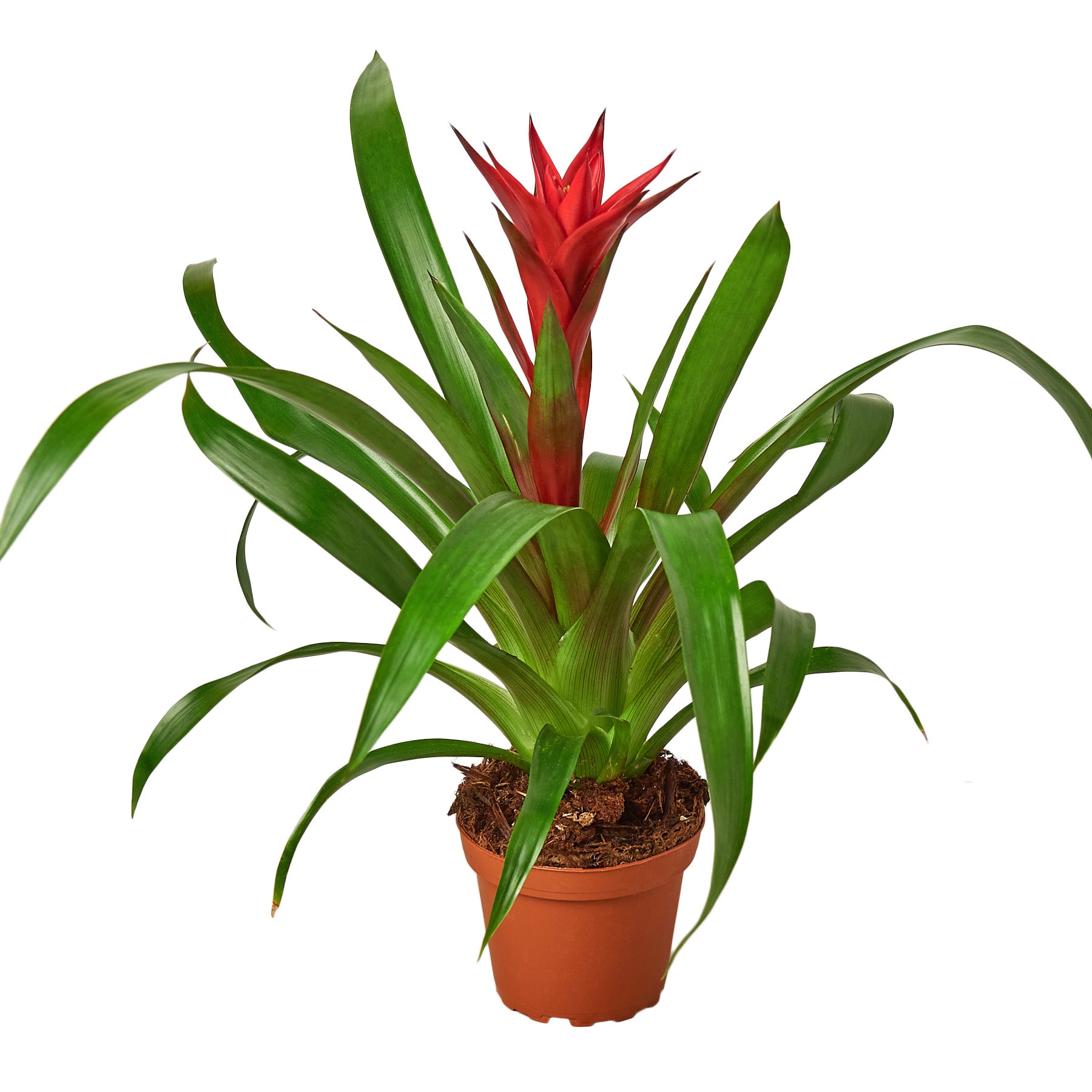 A red bird of paradise plant in a pot on a white background, available at the best garden nursery near me.