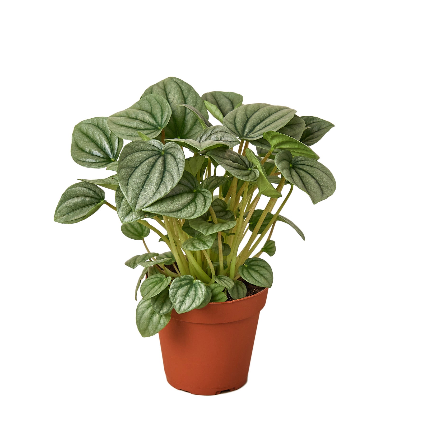 A plant in a pot on a white background at one of the top garden centers near me.