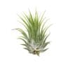 A small air plant on a white background at one of the top plant nurseries near me.