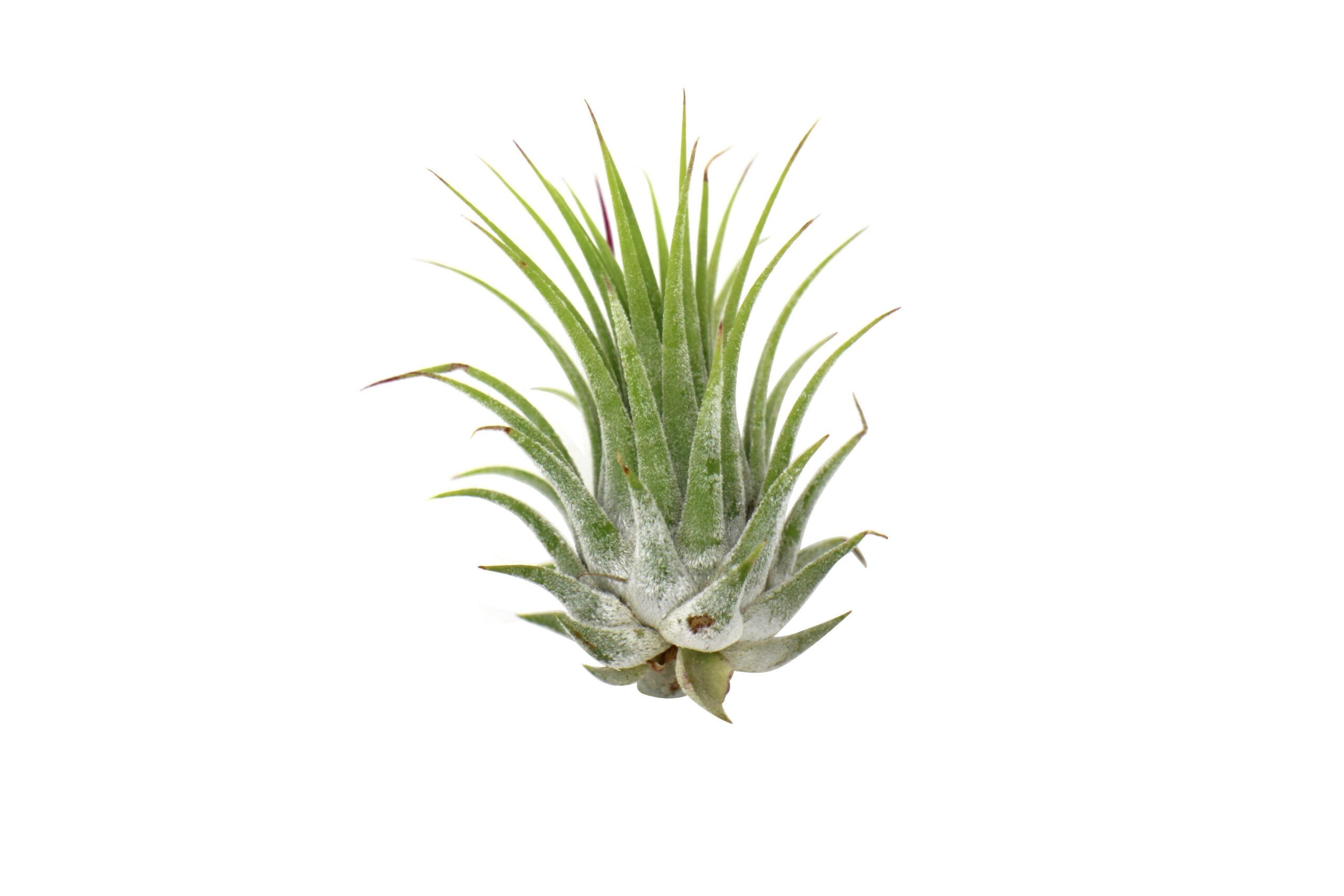 A small air plant on a white background at one of the top plant nurseries near me.