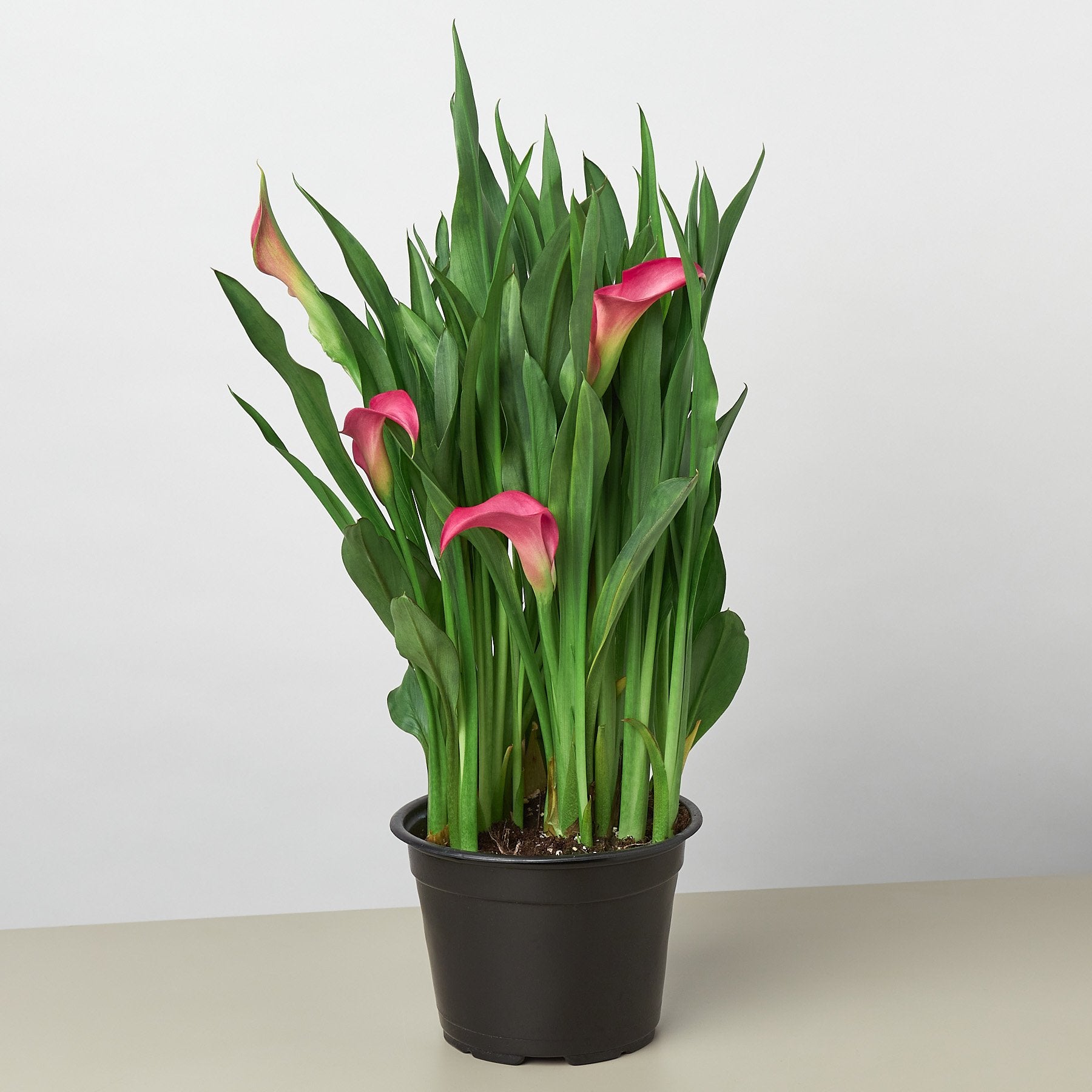 Calla lily in a black pot on a table at the top garden centers near me.