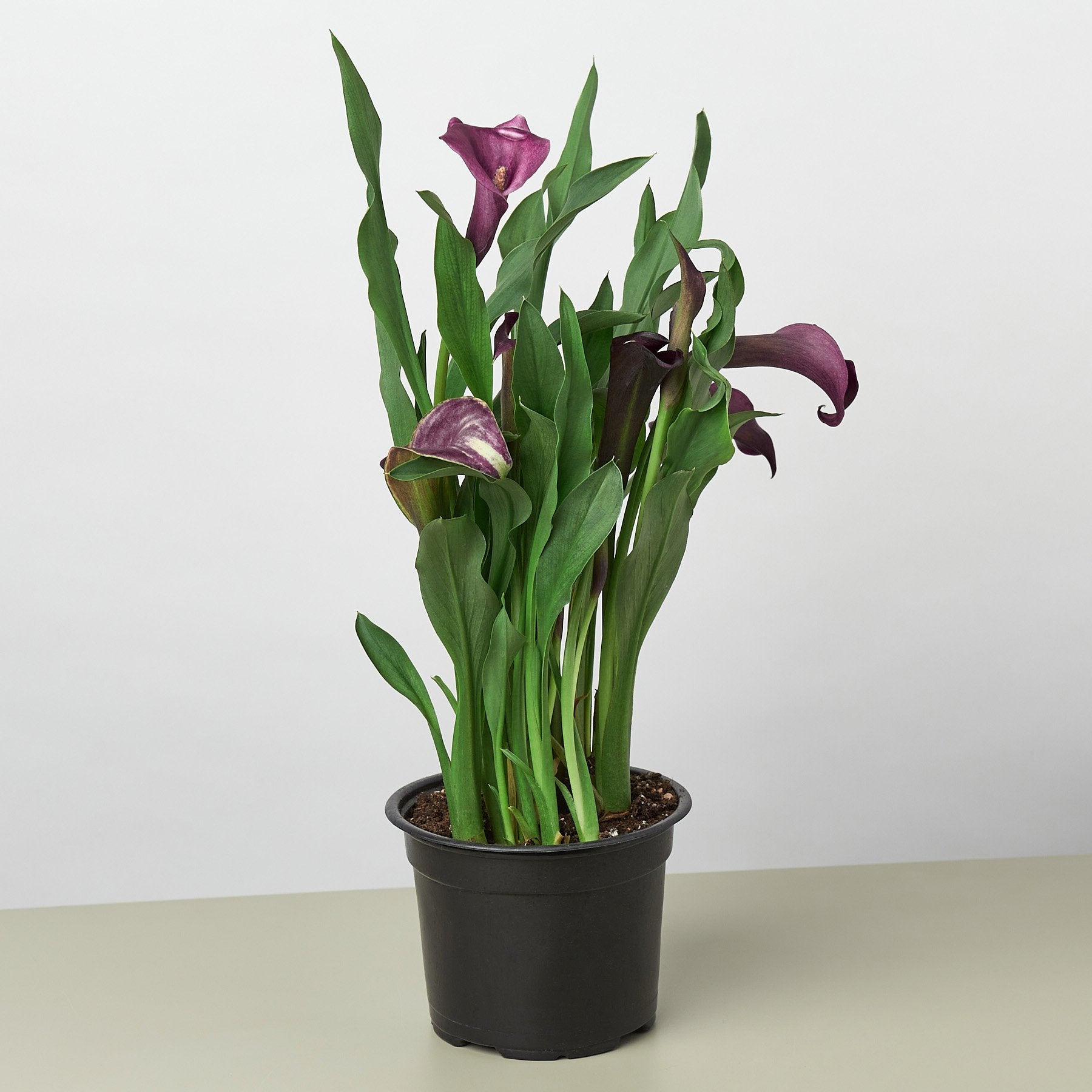 Purple calla lilies in a black pot on a table at the best garden nursery near me.