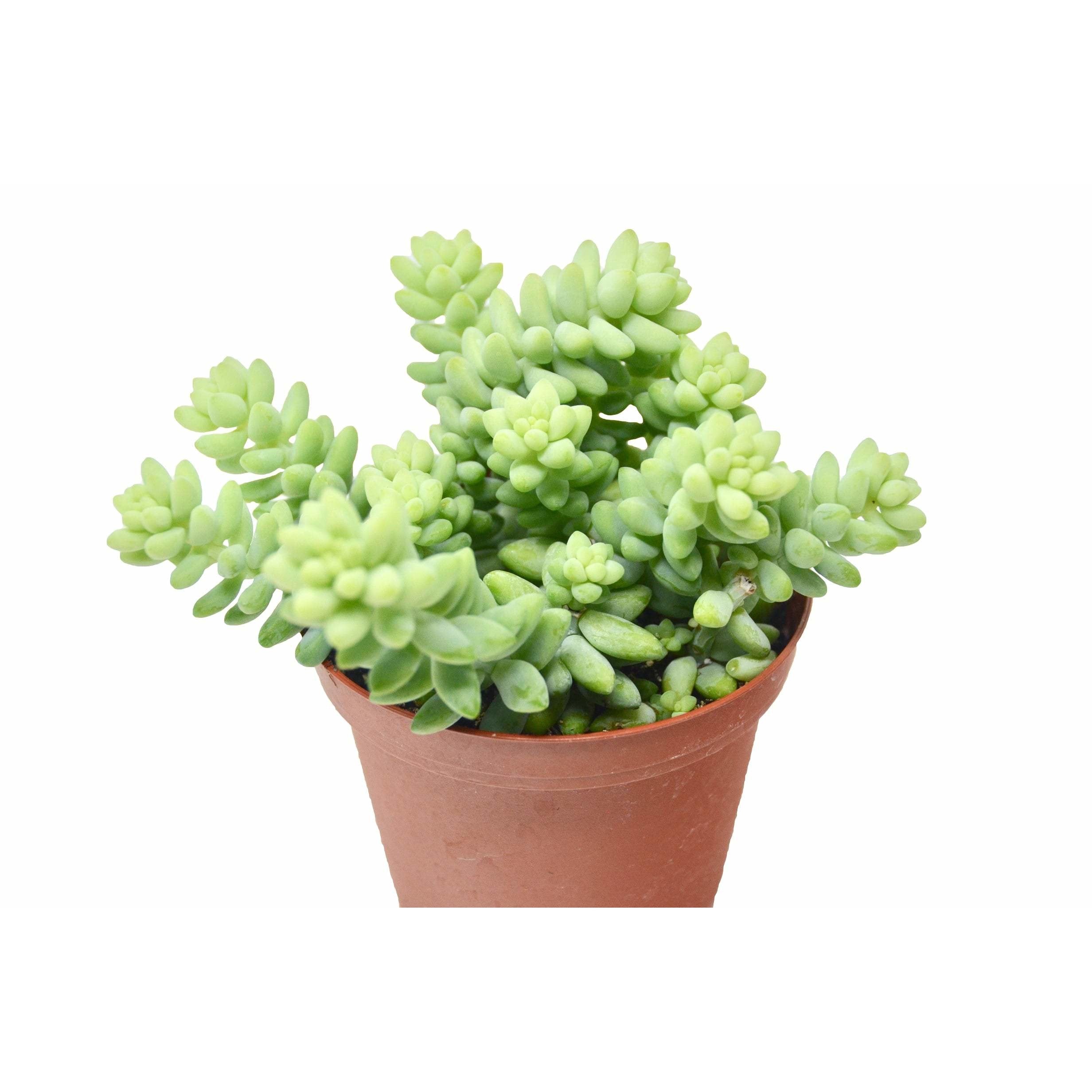 A green succulent plant in a pot on a white background at the best garden nursery near me.