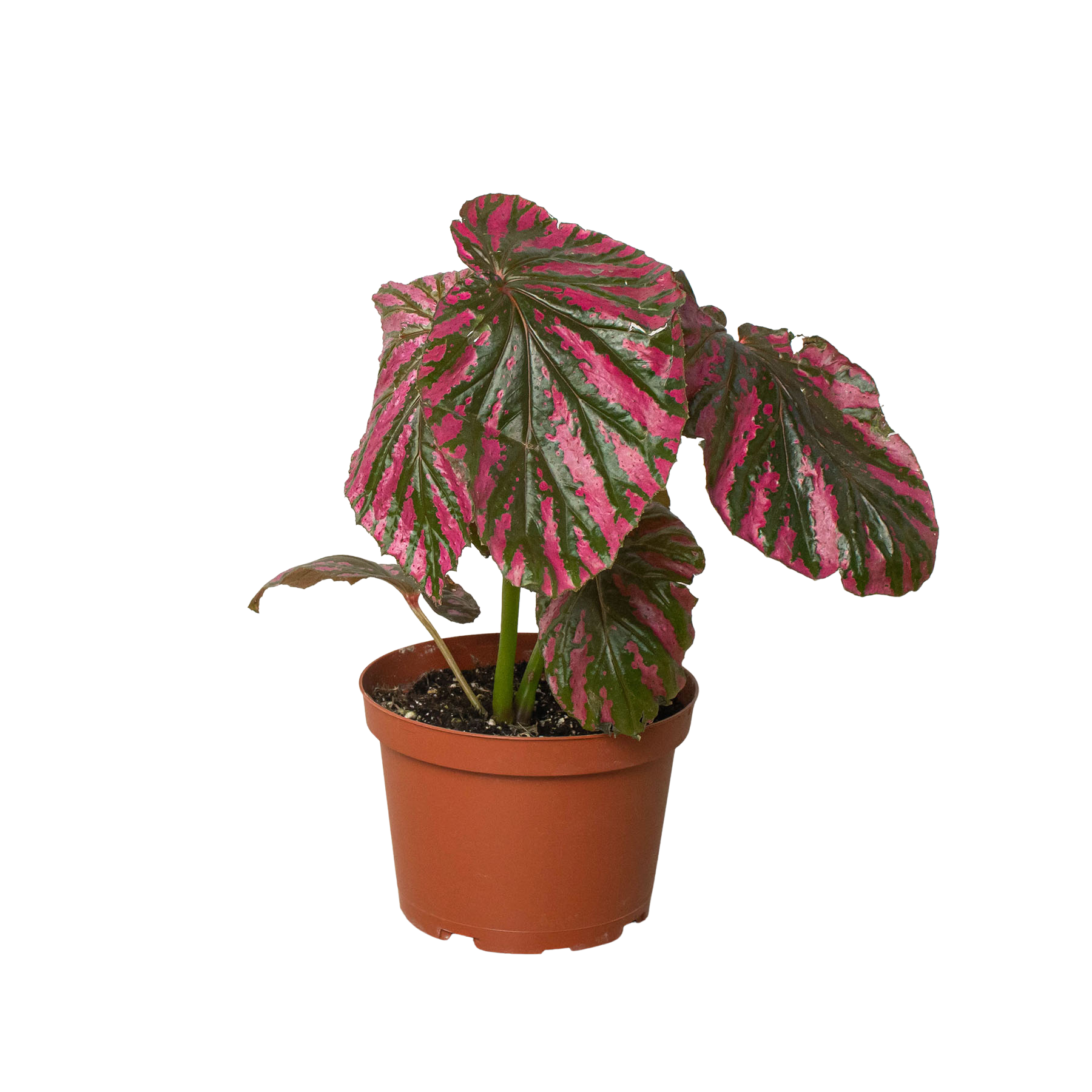 A pink and red plant in a pot on a white background at one of the top plant nurseries near me.