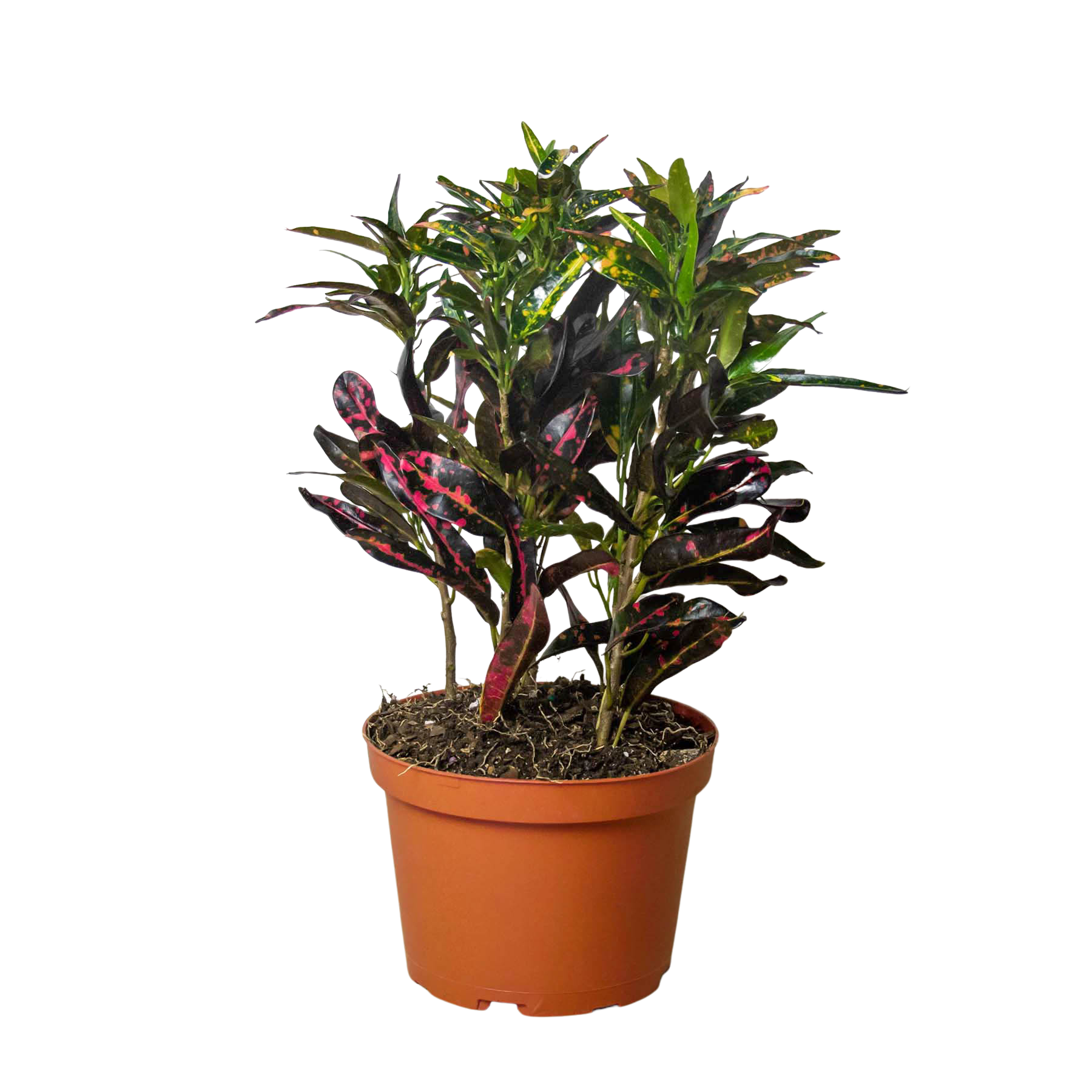 A plant with red and black leaves available at a top plant nursery near me.