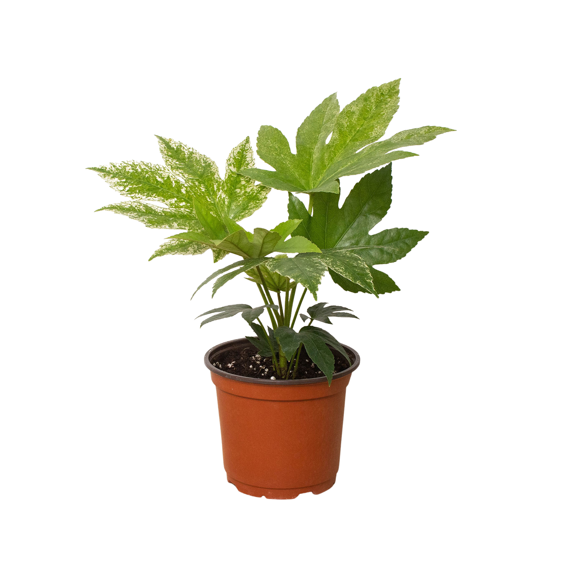 A small plant in a pot on a white background at one of the top garden centers near me.