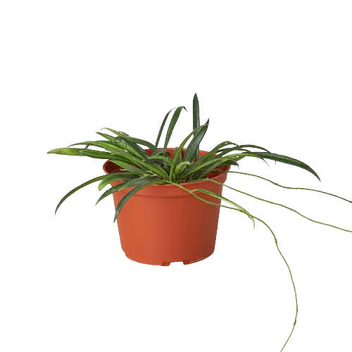 A small plant in a pot on a black background, perfect for any top plant nurseries near me.