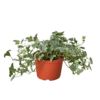 Ivy plant in a pot on a table at a top plant nursery near me.