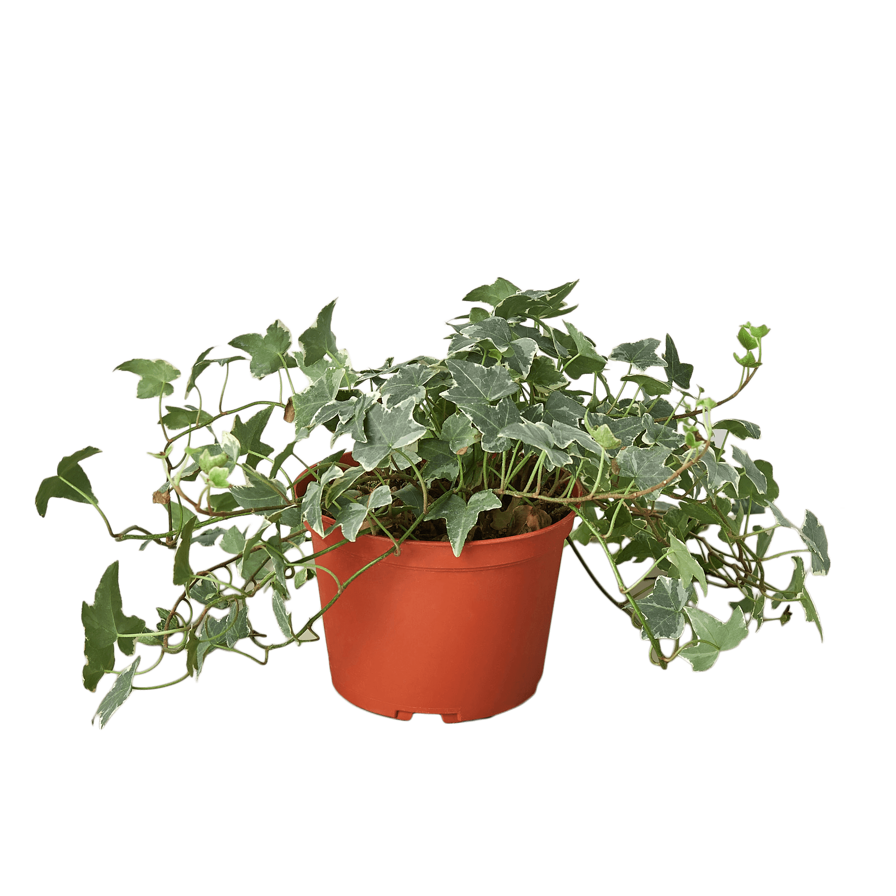 Ivy plant in a pot on a table at a top plant nursery near me.