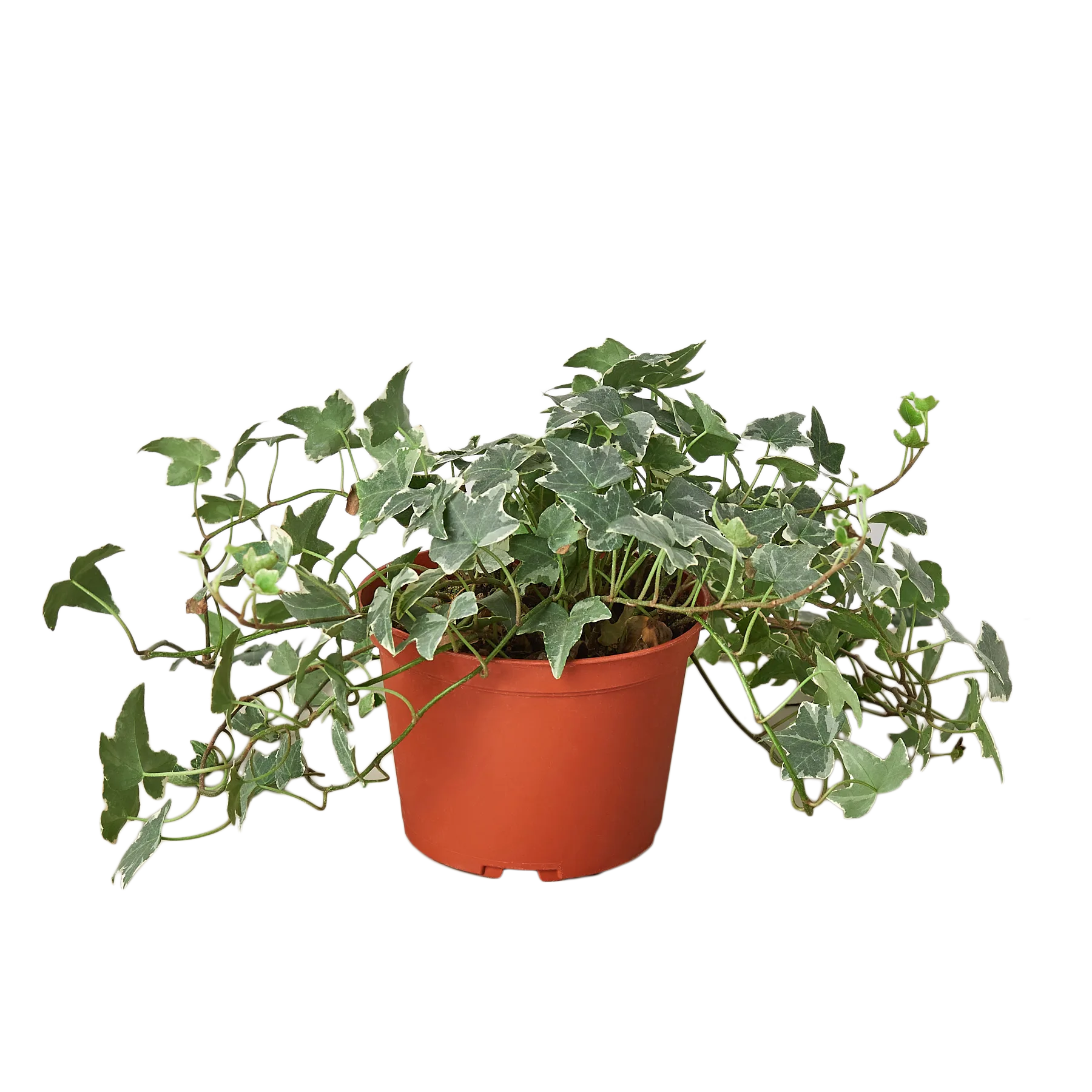 Ivy plant in a pot on a table at a top plant nursery near me.