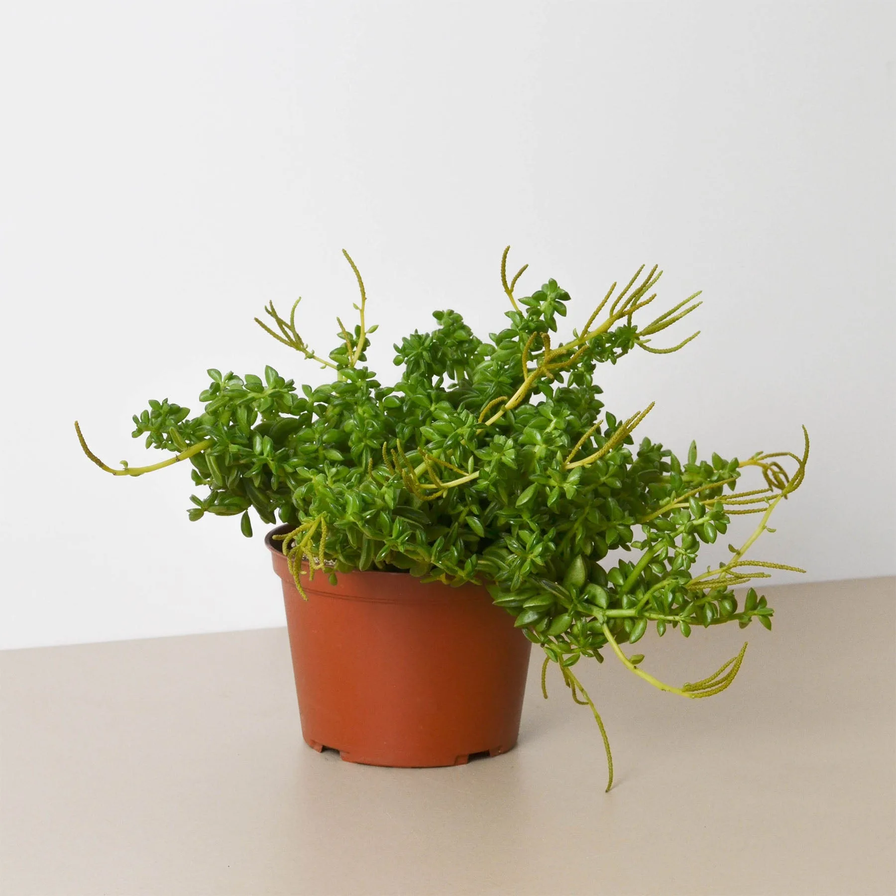 A small plant in a pot on a table at the best garden center near me.