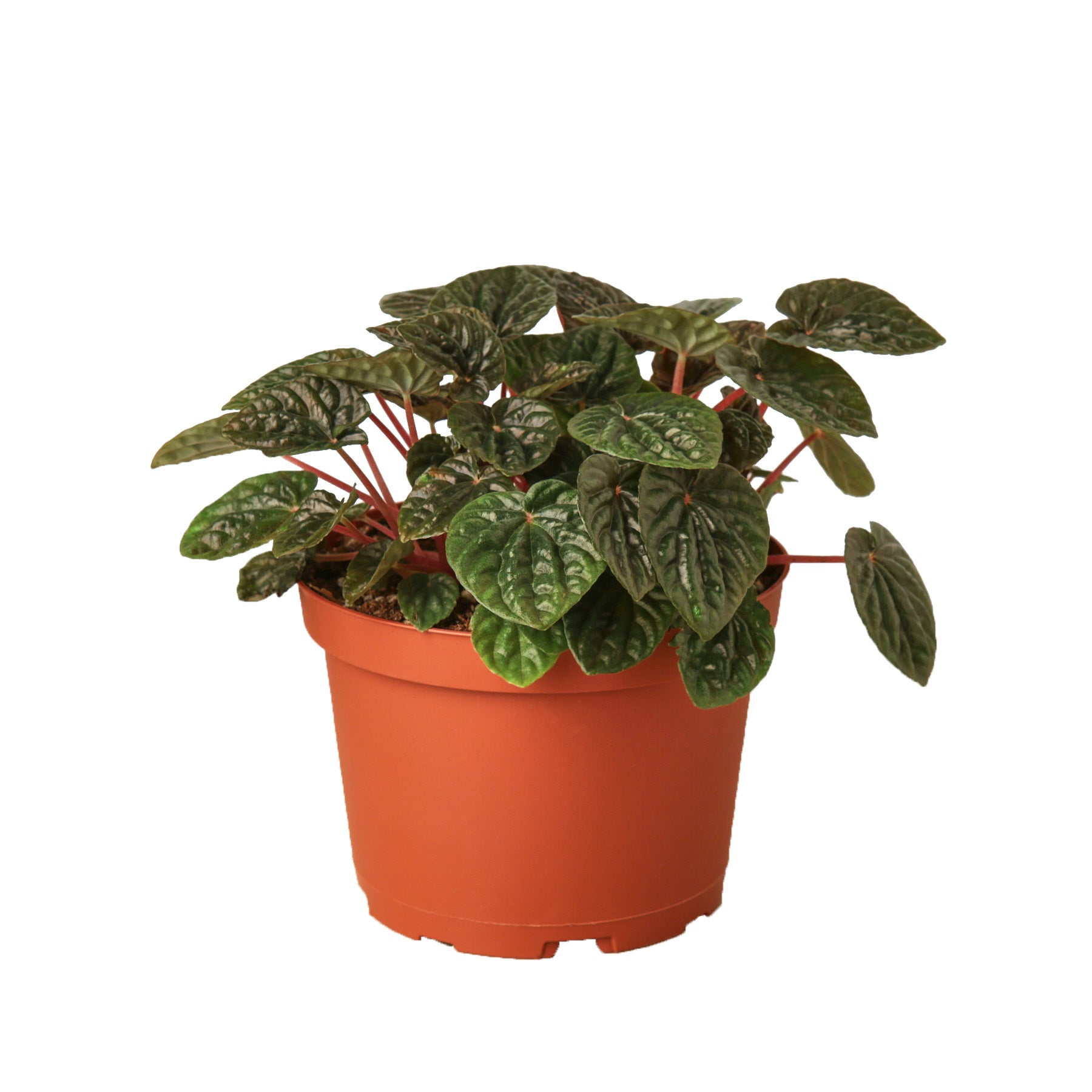 A plant in a pot on a white background, available at the best garden nursery near me.