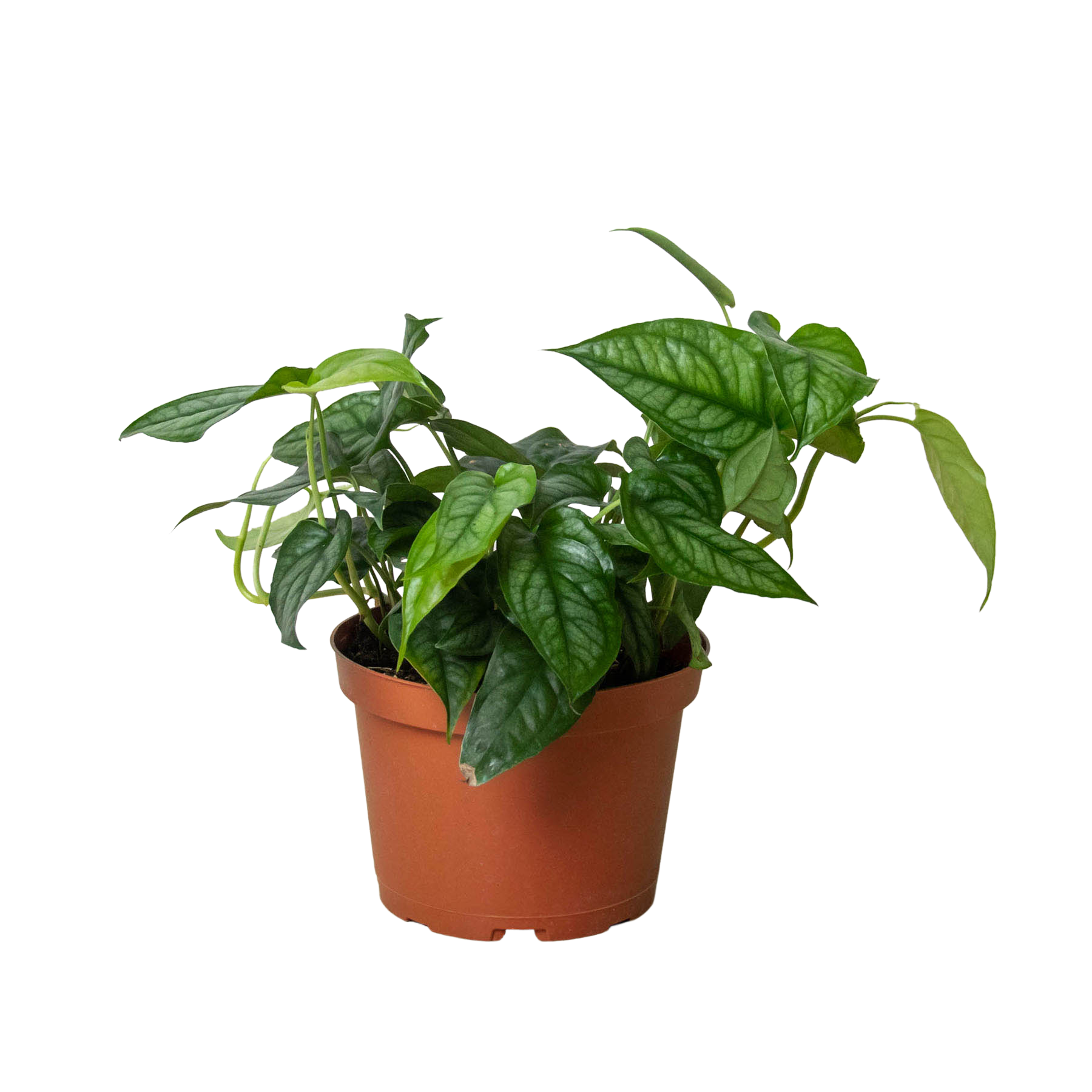 A small plant in a pot on a white background at the best garden nursery near me.