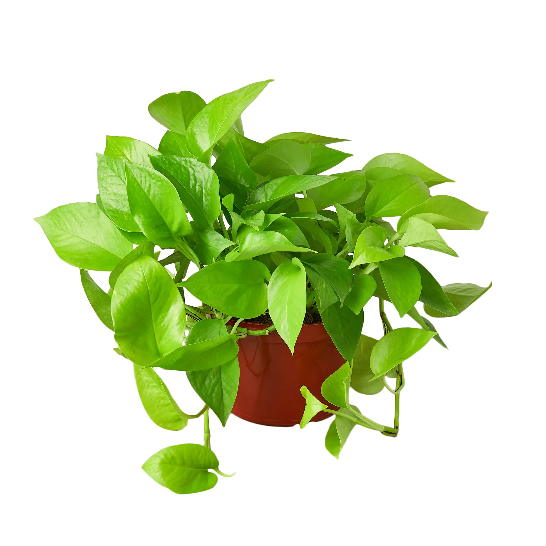 A green plant in a red pot on a table at the best plant nursery near me.