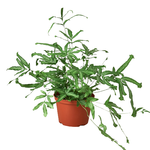A lush plant in a pot on a black background, available at the best garden nursery near me.