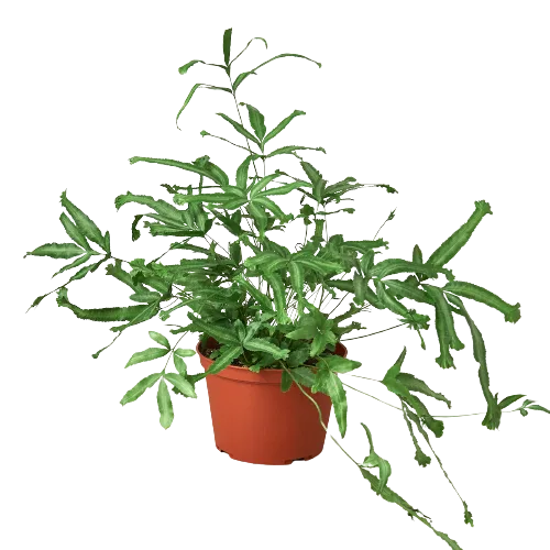 A lush plant in a pot on a black background, available at the best garden nursery near me.