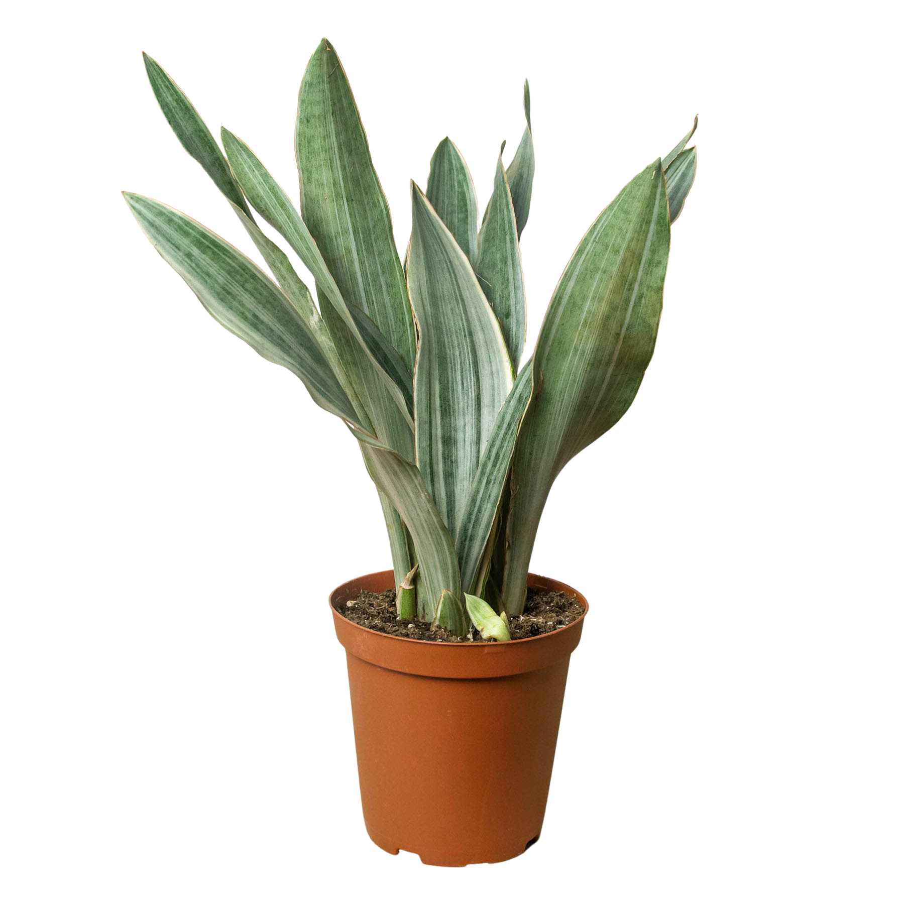 A snake plant in a brown pot on a white background from one of the top plant nurseries near me.