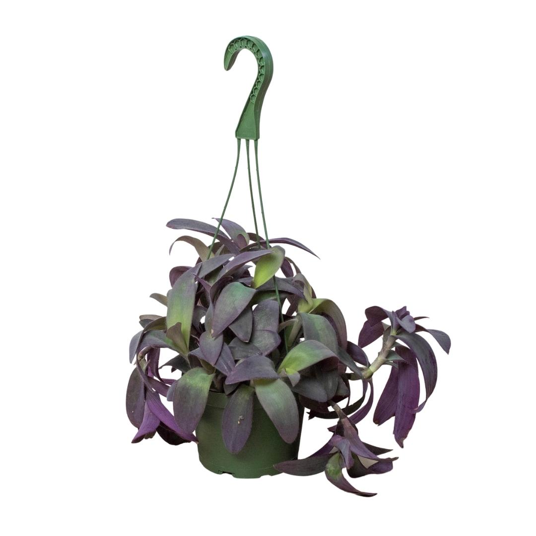 A top plant nursery near me showcases a vibrant purple plant hanging from a hook on a clean white background.