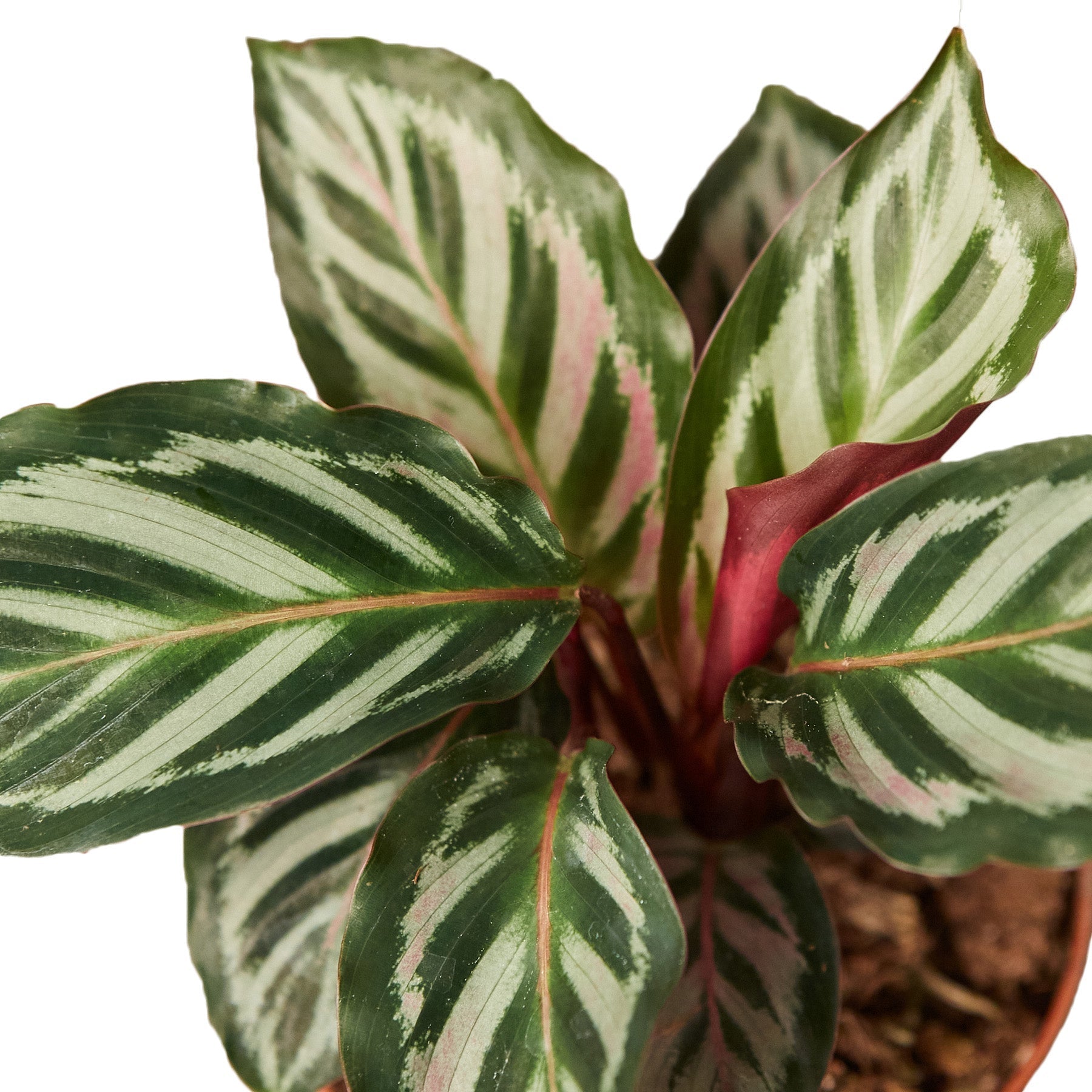 A vibrant plant with red and white stripes in a stylish pot.