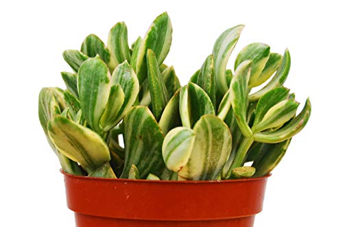 A plant in a red pot on a white background available at the best garden nursery near me.