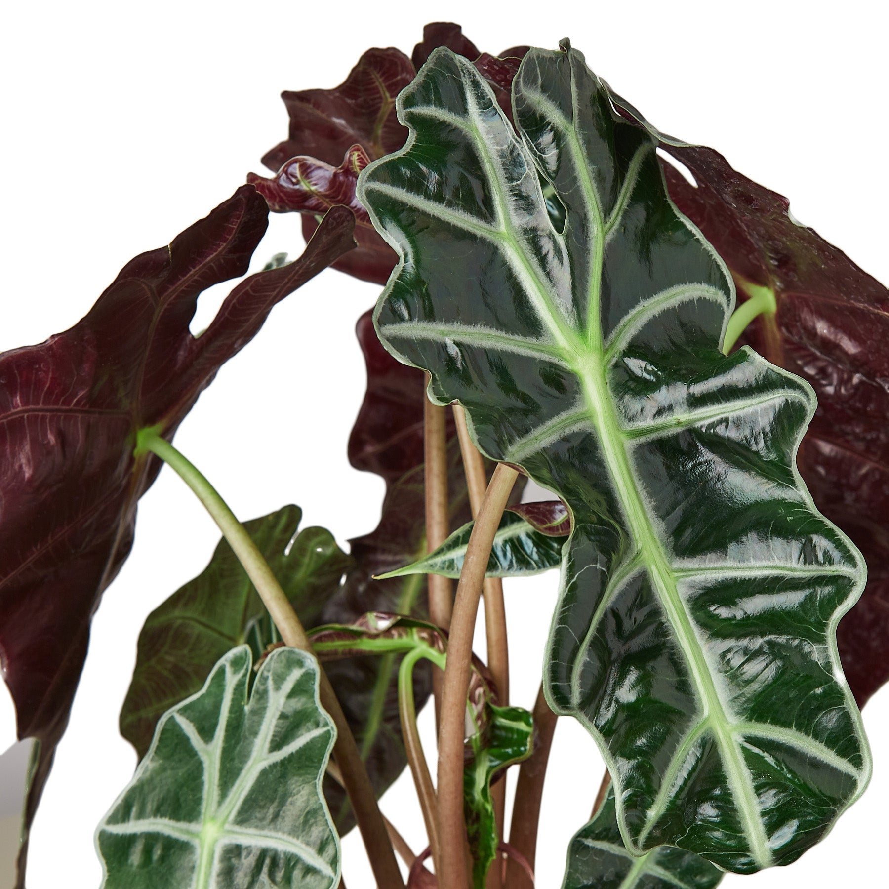 A plant with red and green leaves on a white background, available at the best plant nursery near me.