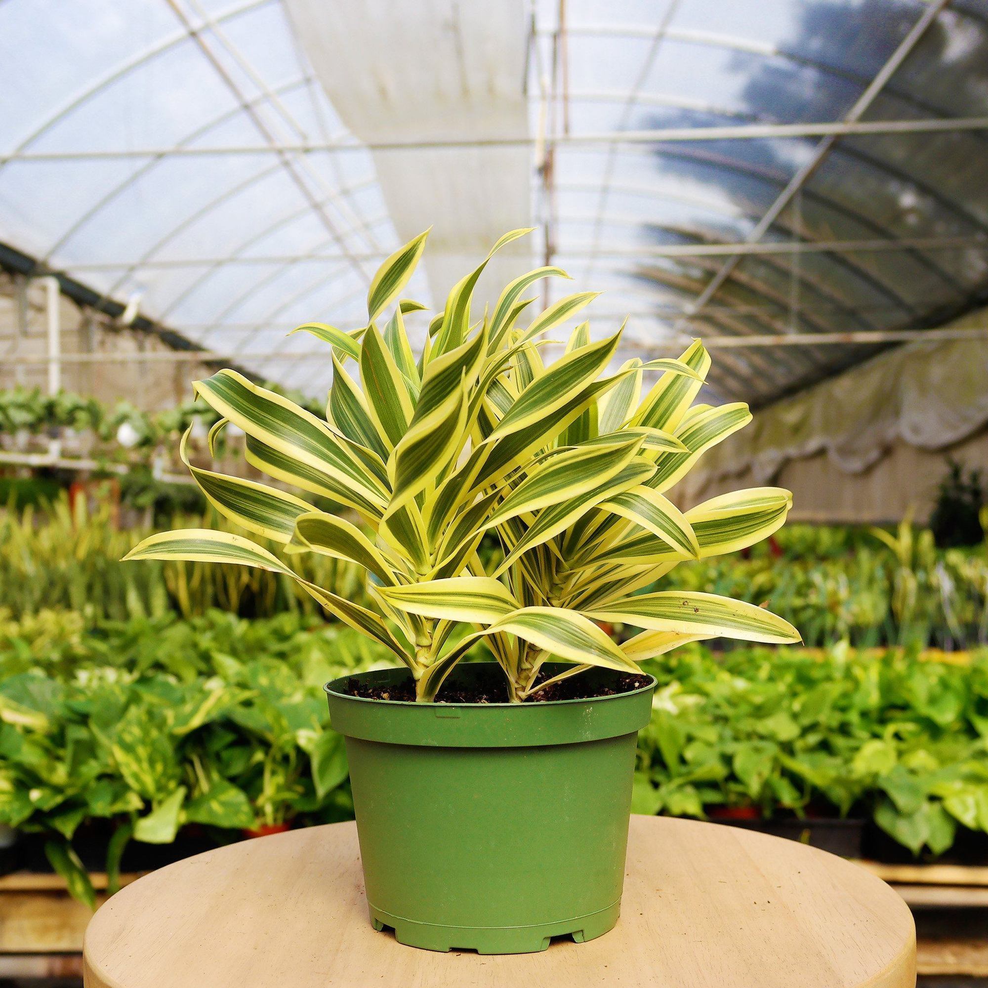 A plant in a green pot on a table in a greenhouse at one of the best plant nurseries near me.