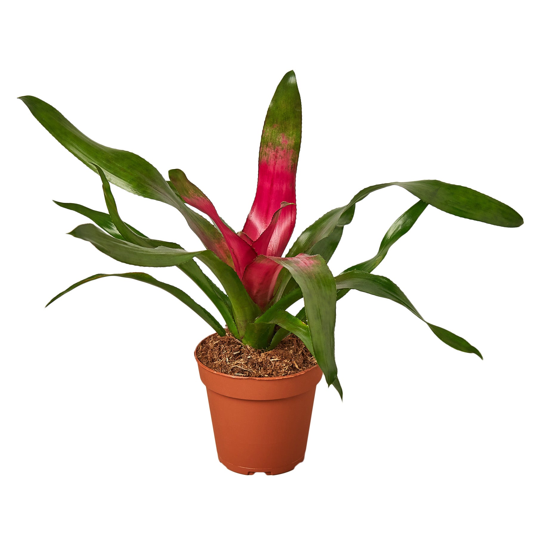 A red and green plant in a pot on a white background, available at the best garden nursery near me.