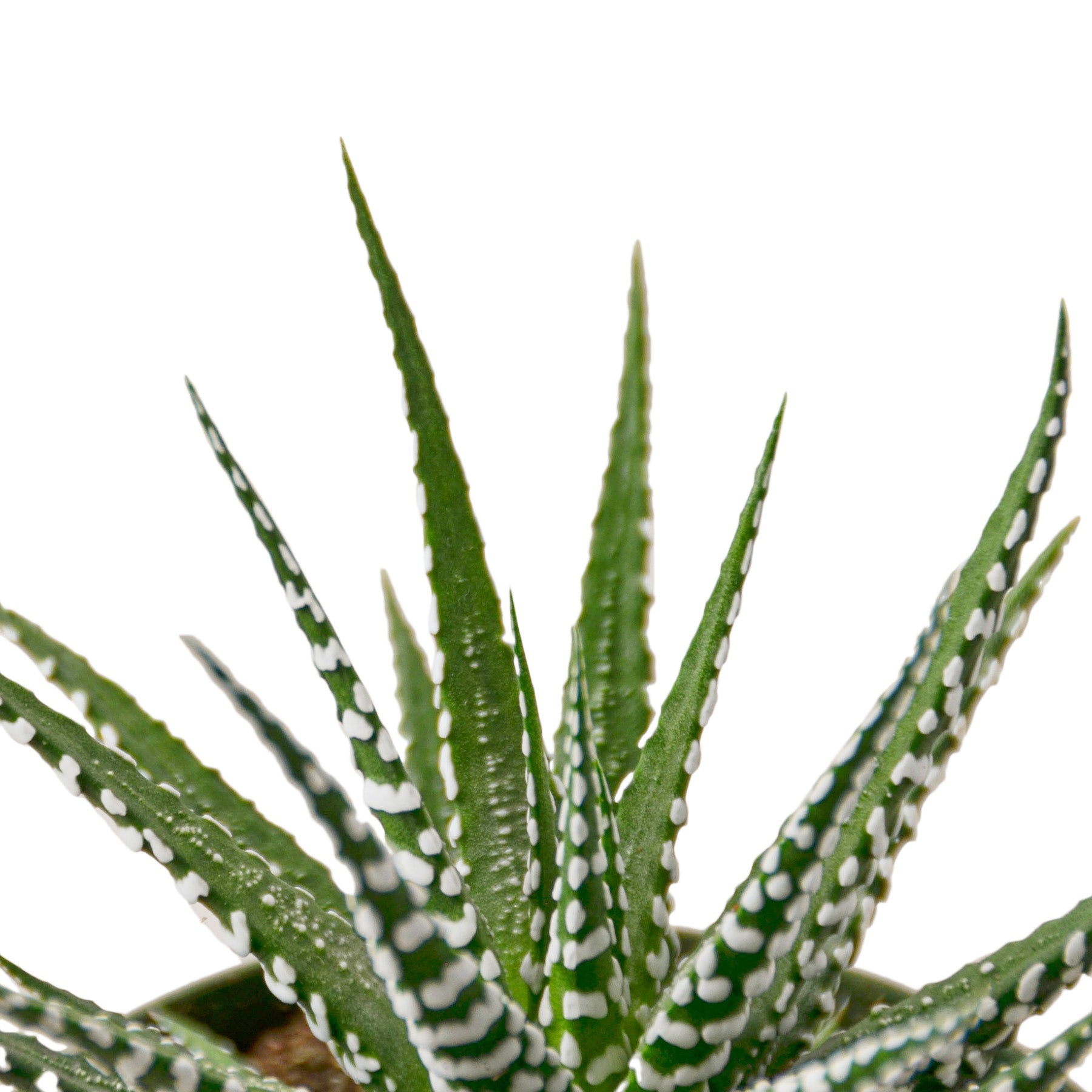 Aloe vera plant in a pot on a white background showcasing the best garden nursery near me.