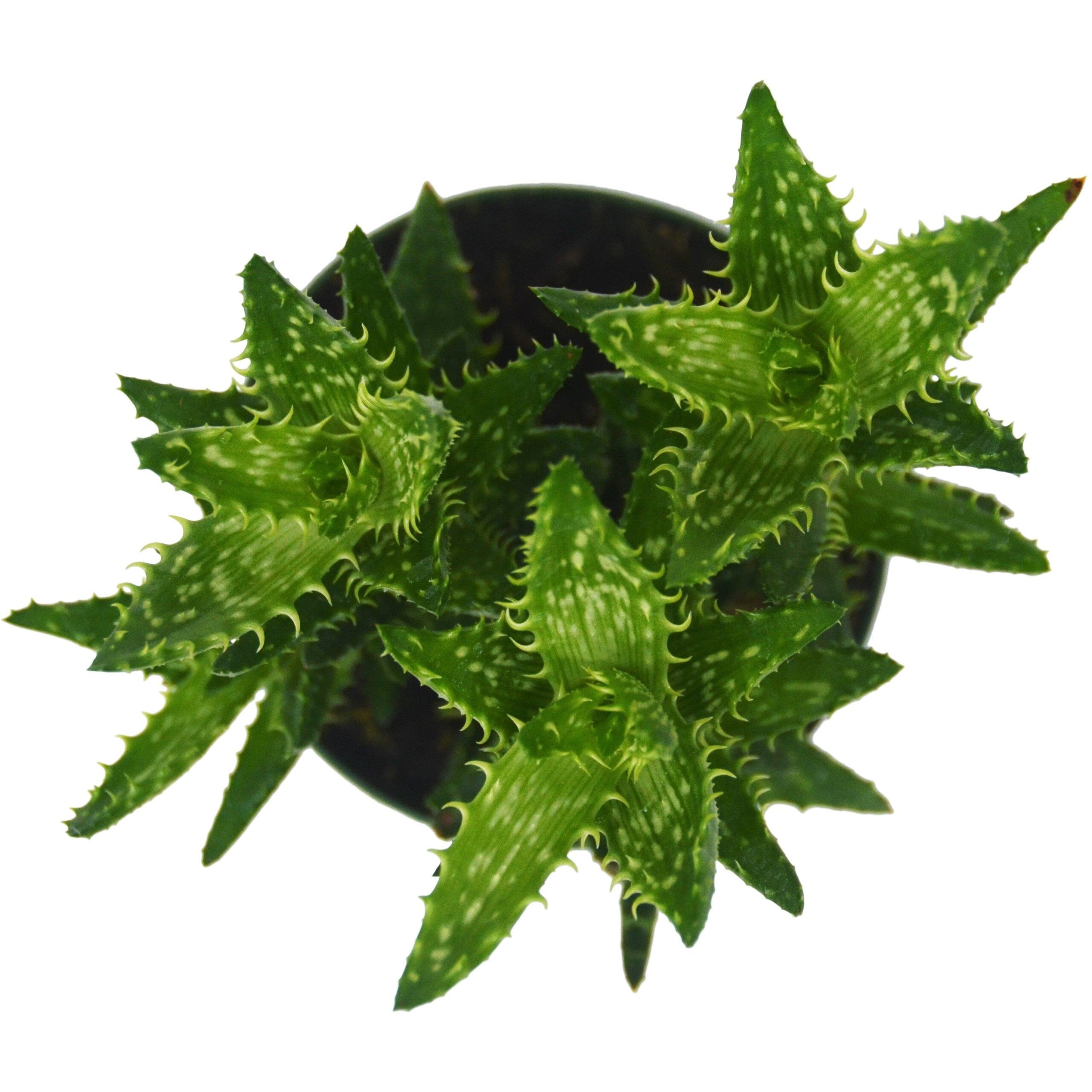 Aloe vera plant in a pot on a white background, available at the best garden nursery near me.