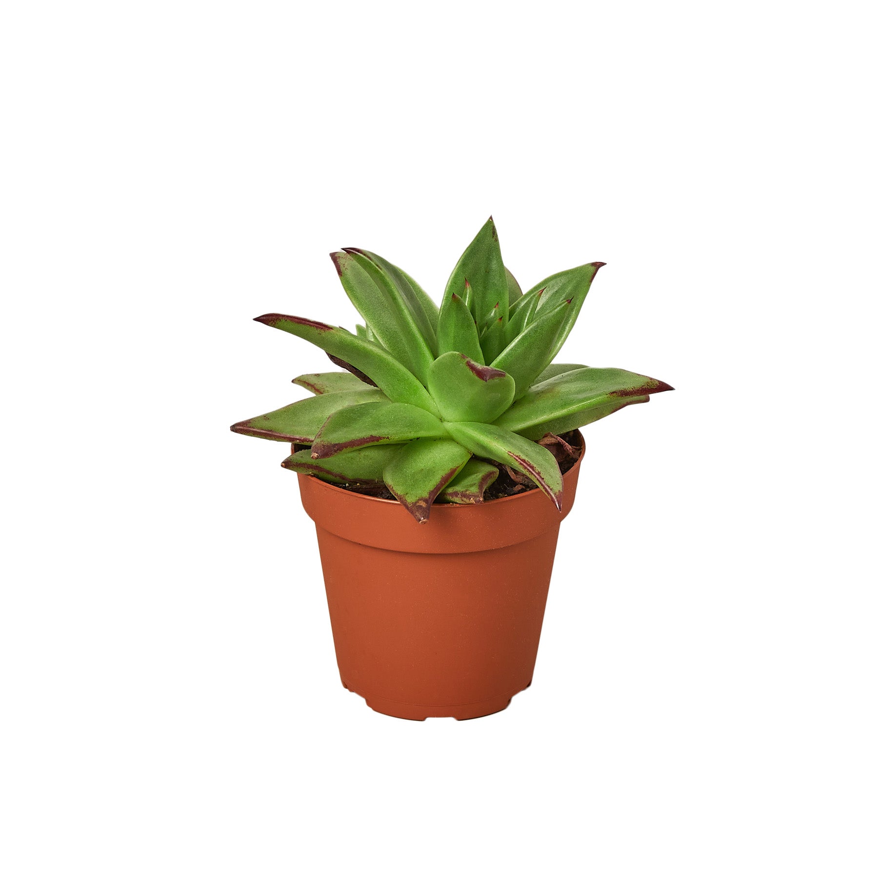 A small succulent plant in a pot on a white background, available for purchase at the best garden nursery near me.