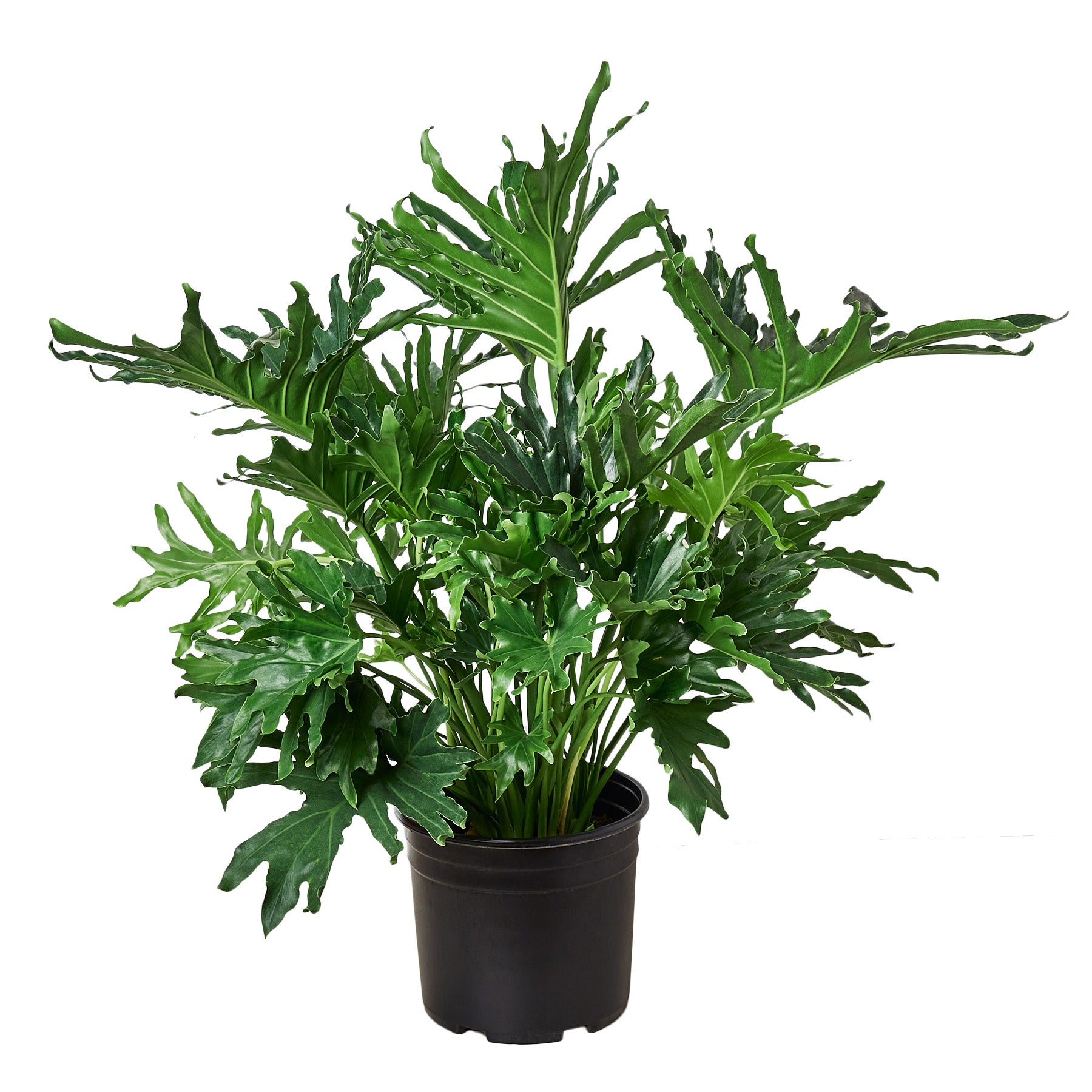 A plant in a black pot on a white background at the best plant nursery near me.