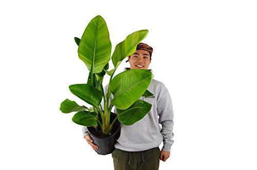 A man holding a large banana plant at one of the top plant nurseries near me.
