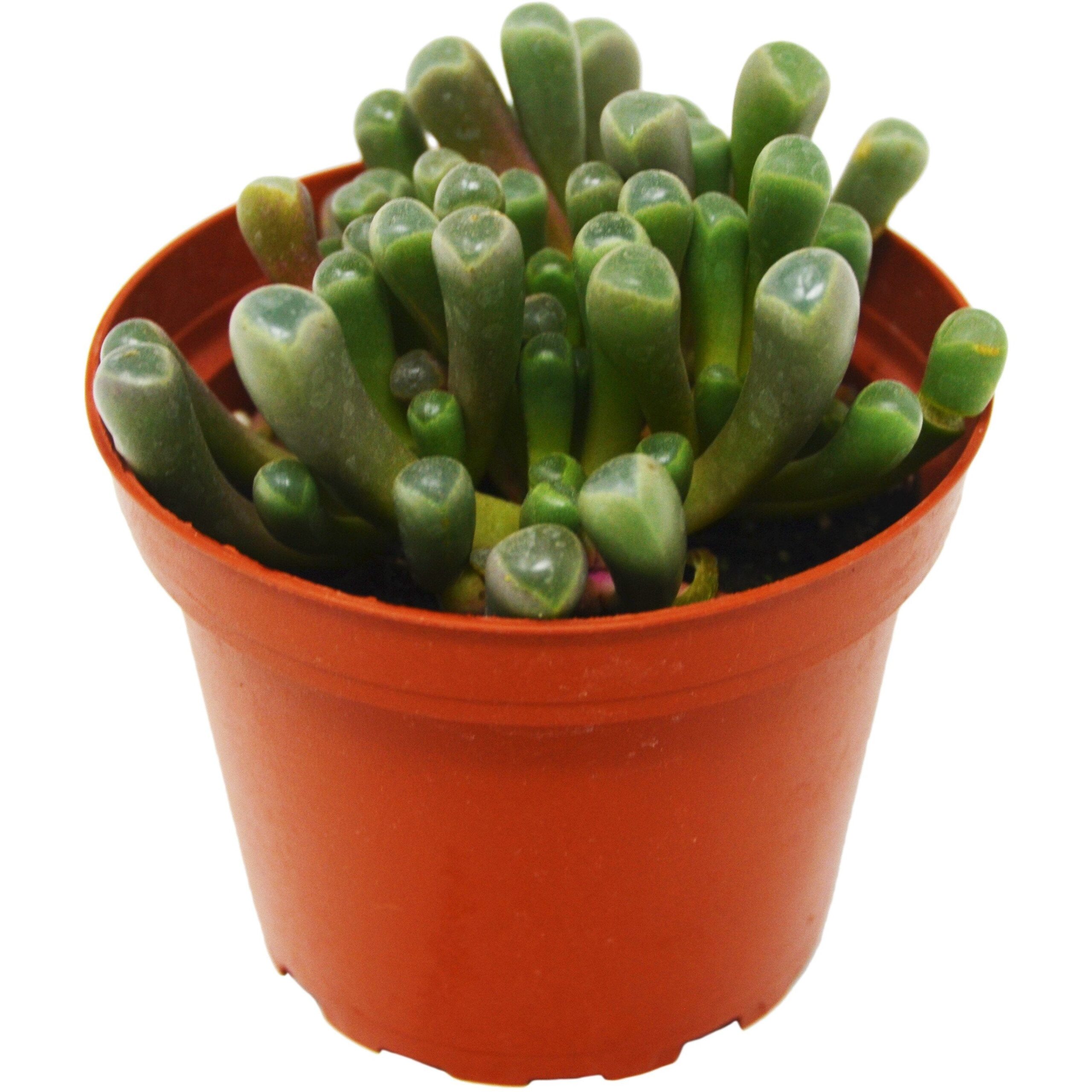 A succulent plant in a pot on a white background, available at top garden centers near me.