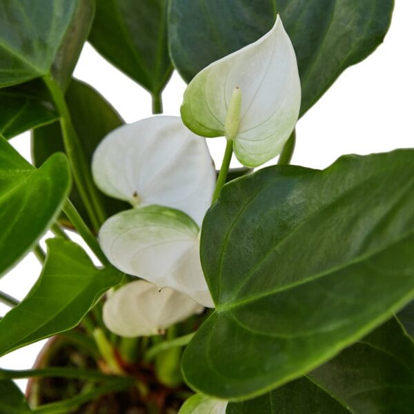 A plant with white and green leaves in a pot available at the best garden nursery near me.