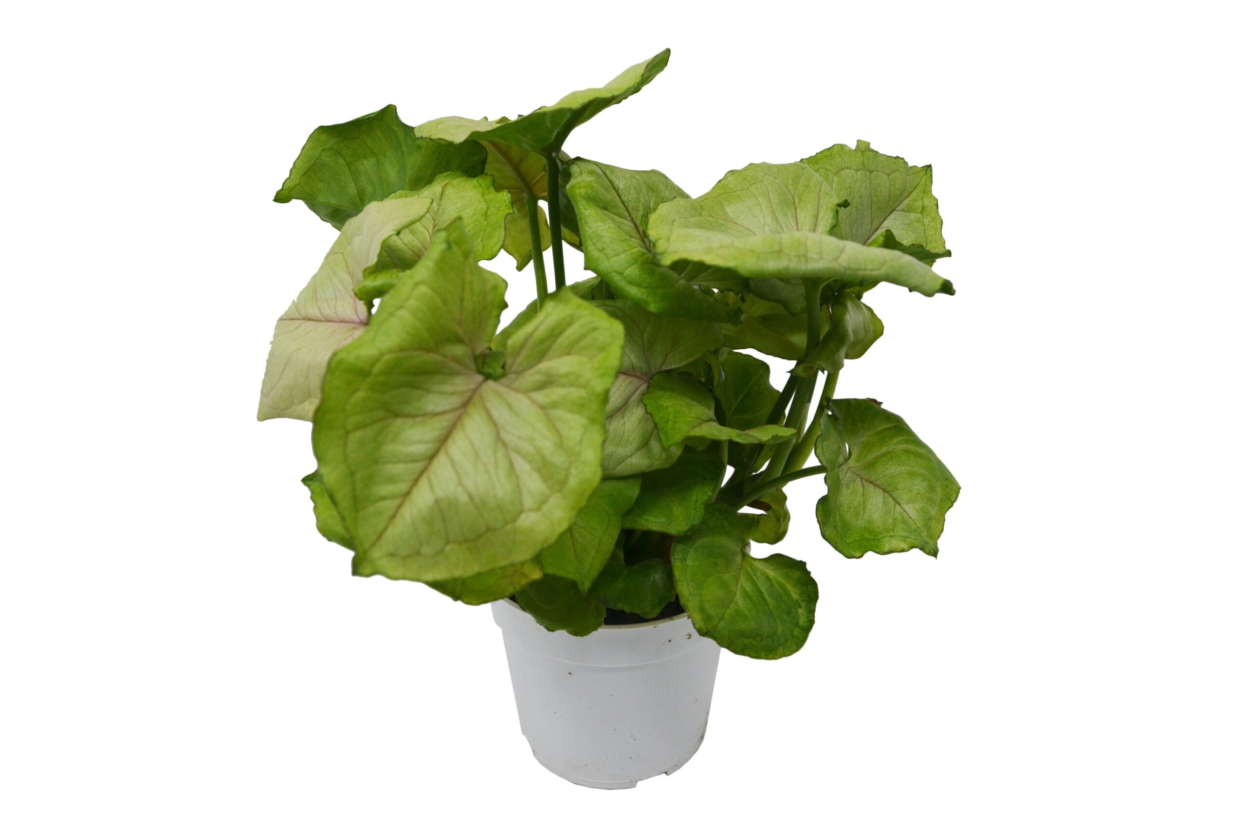 A top garden center near me offers a plant in a white pot with green leaves.