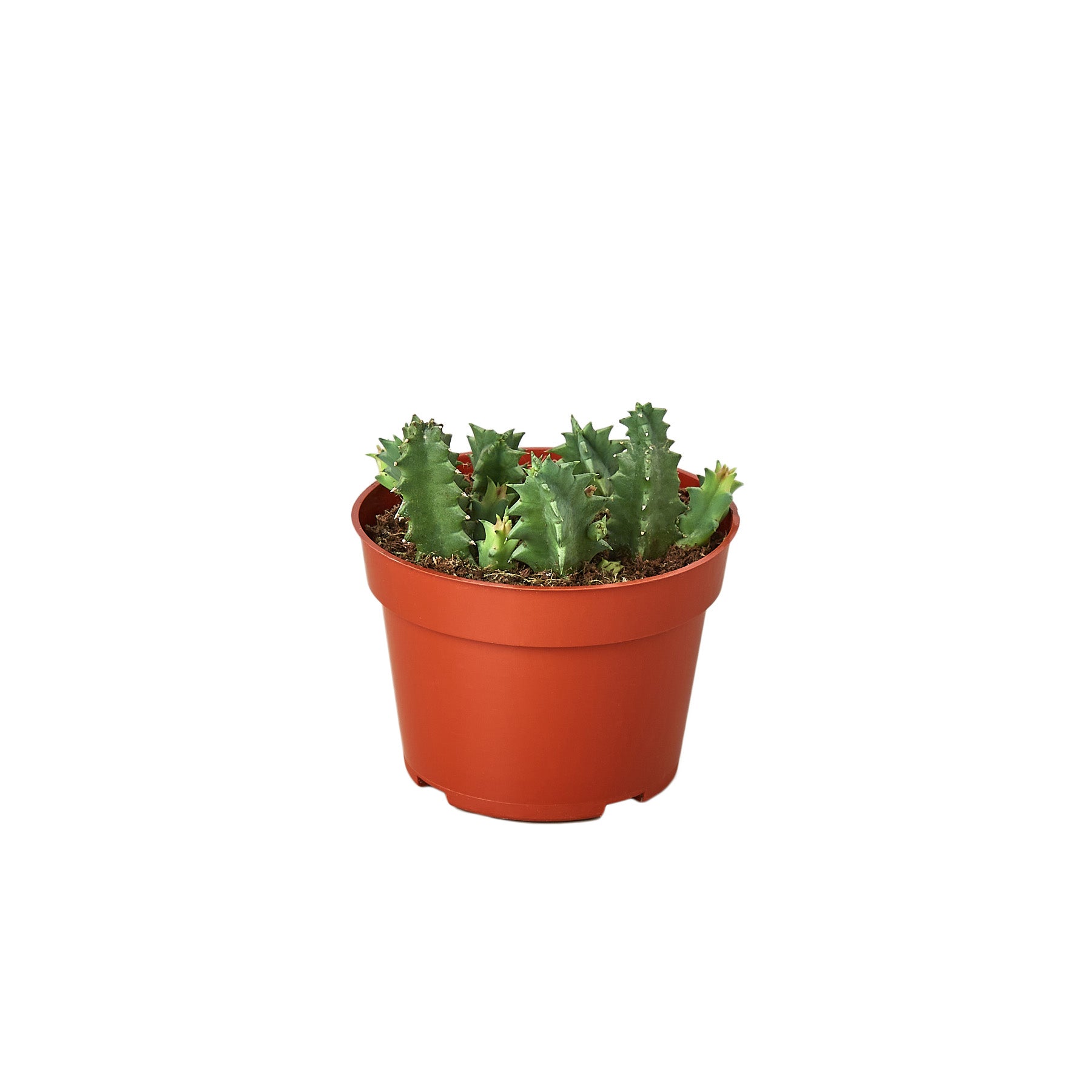 A cactus in a pot on a white background, showcasing the top plant nurseries near me.