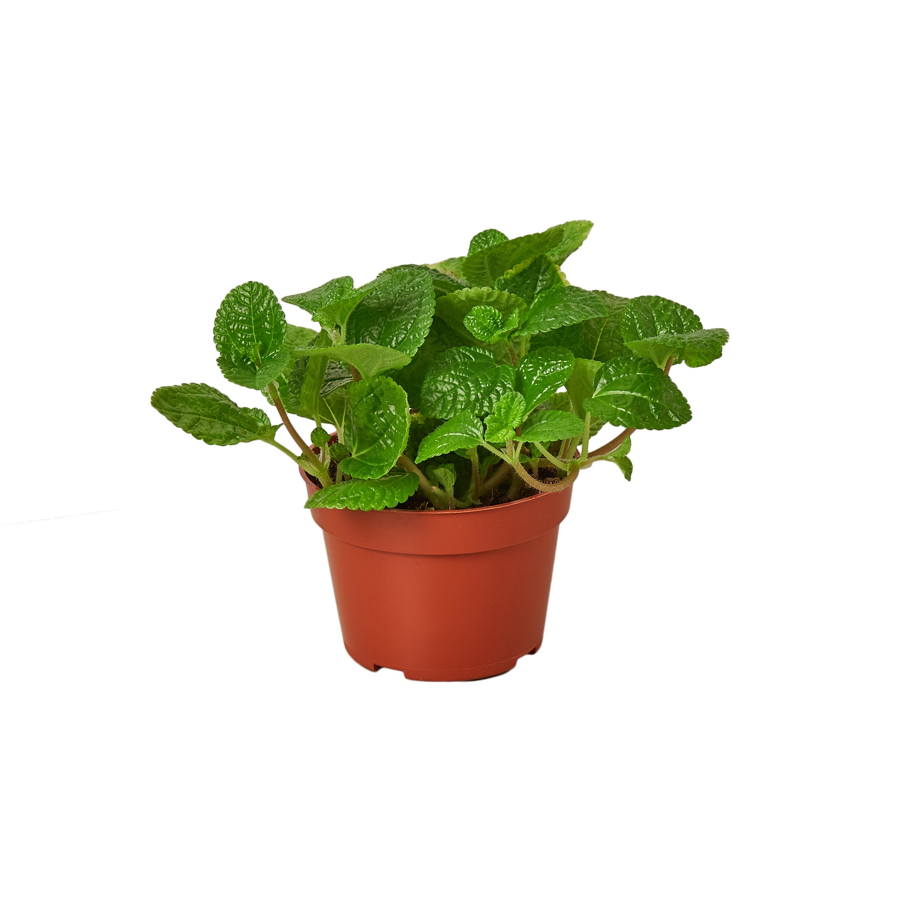 Mint plant from a top garden nursery in a pot on a white background.