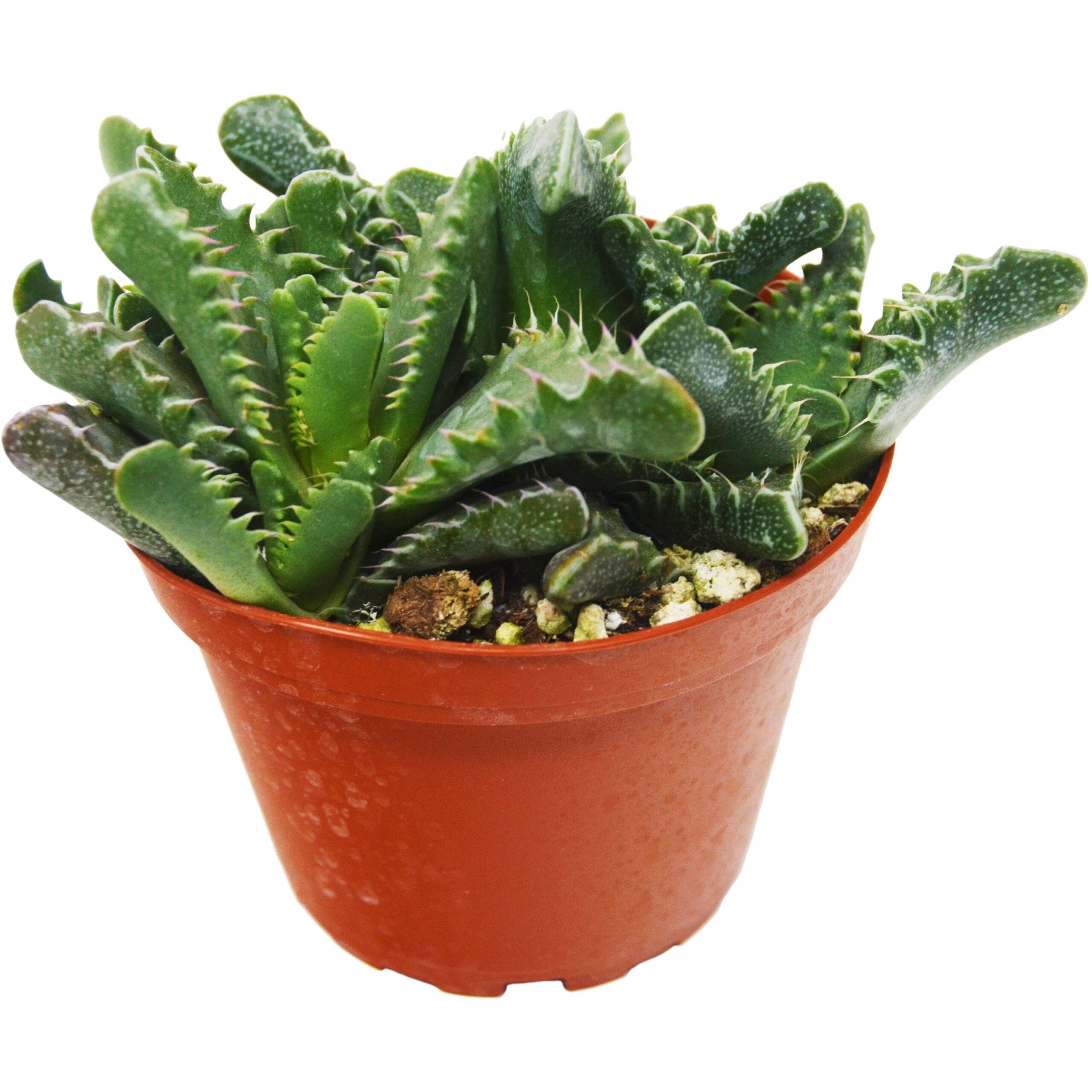 A cactus plant in a pot on a white background, available at the best plant nursery near me.