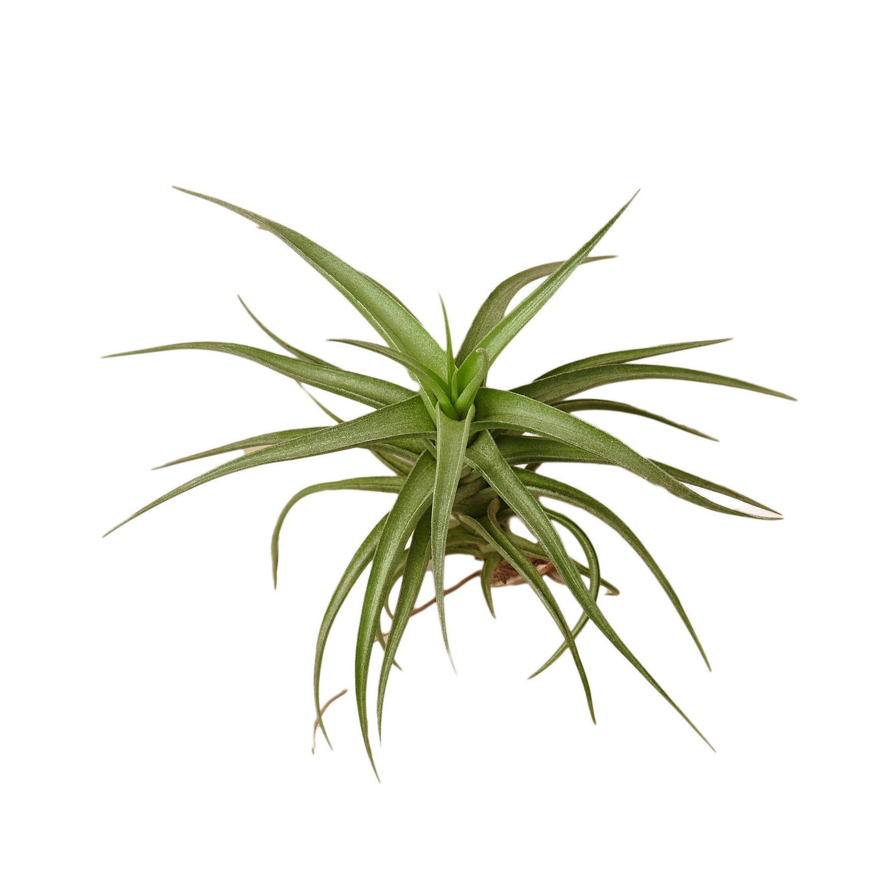 A small air plant on a white background from the best garden center near me.