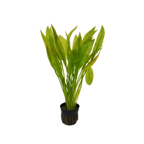 A small plant in a black pot on a white background at one of the best garden nurseries near me.