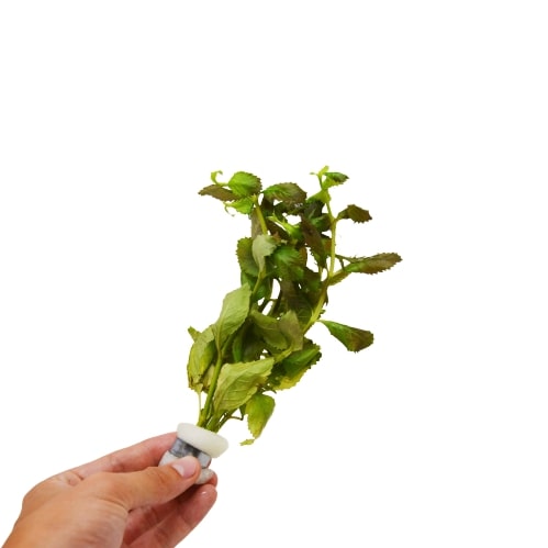 A person holding a small plant from a top plant nursery on a white background.