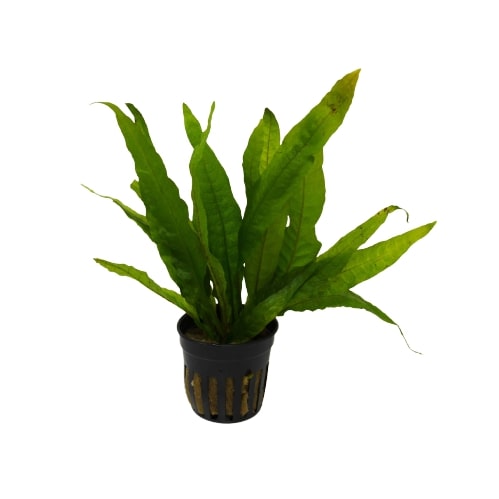 A small plant in a pot on a white background, perfect for the best plant nursery near me.