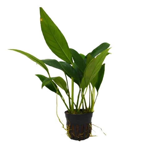 A small plant in a black pot on a white background sold at one of the top garden centers near me.