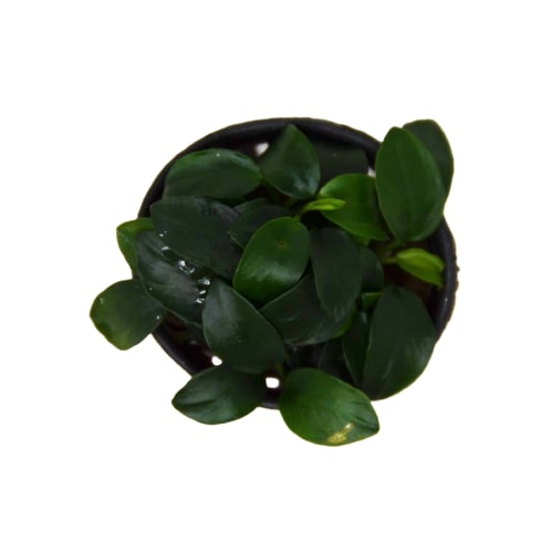 A small plant in a black bowl on a white background at one of the top plant nurseries near me.