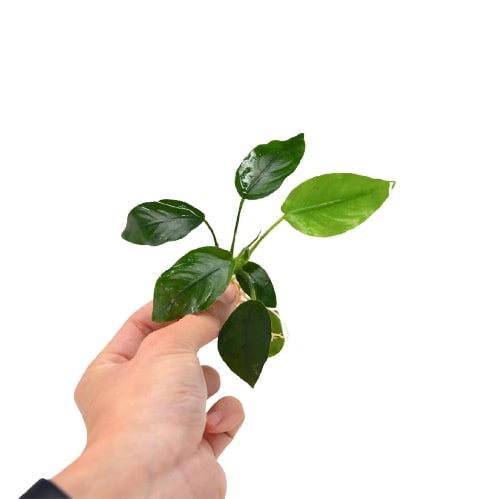 A person holding a plant with green leaves on a white background at one of the best garden nurseries near me.