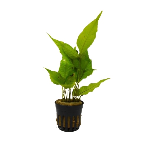 A small plant in a black pot on a white background at one of the best garden centers near me.