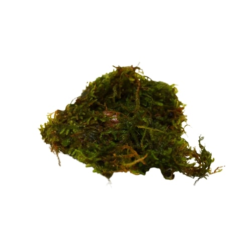 A pile of green moss on a white background.