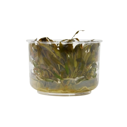 Seaweed in a clear bowl on a white background with top plant nurseries near me.