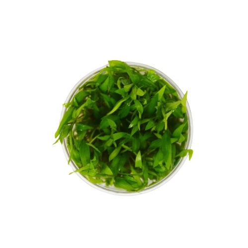 A bowl of green algae on a white background in the best garden nursery near me.