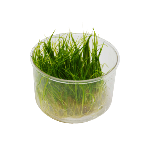 A small bowl of grass in a clear container, perfect for display at the best garden nursery near me.